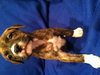 Pj Litter Rebbie - ADOPTED 12.21.13