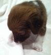 Pj Litter Janet - ADOPTED 12.21.13