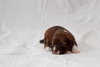 Pj Litter Janet - ADOPTED 12.21.13