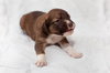 Pj Litter Janet - ADOPTED 12.21.13