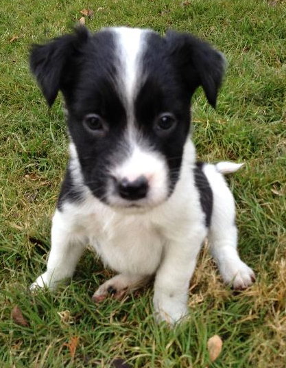 Pj Litter Michael - ADOPTED 12.21.13