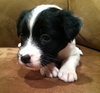 Pj Litter Michael - ADOPTED 12.21.13