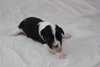 Pj Litter Michael - ADOPTED 12.21.13