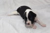Pj Litter Michael - ADOPTED 12.21.13