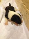 Pj Litter Michael - ADOPTED 12.21.13