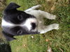 Pj Litter Michael - ADOPTED 12.21.13