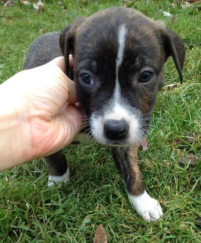 Pj Litter Marlon - ADOPTED 12.22.13