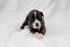 Pj Litter Marlon - ADOPTED 12.22.13