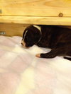 Pj Litter Marlon - ADOPTED 12.22.13