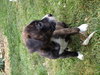 Pj Litter Marlon - ADOPTED 12.22.13