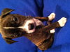 Pj Litter Marlon - ADOPTED 12.22.13