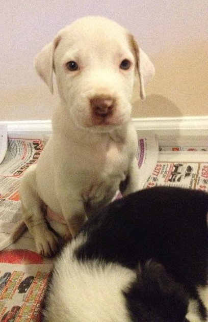 Pj Litter Tito - ADOPTED 12.21.13