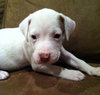 Pj Litter Tito - ADOPTED 12.21.13