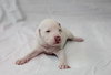 Pj Litter Tito - ADOPTED 12.21.13