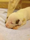Pj Litter Tito - ADOPTED 12.21.13
