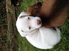 Pj Litter Tito - ADOPTED 12.21.13