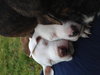 Pj Litter Tito - ADOPTED 12.21.13