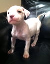 Pj Litter Jermaine - ADOPTED 01.03.14