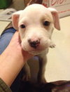 Pj Litter Jermaine - ADOPTED 01.03.14