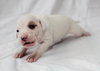 Pj Litter Jermaine - ADOPTED 01.03.14