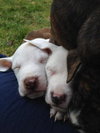 Pj Litter Jermaine - ADOPTED 01.03.14