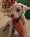 Pj Litter Jermaine - ADOPTED 01.03.14