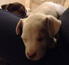 Pj Litter Jermaine - ADOPTED 01.03.14
