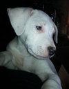 Pj Litter Jermaine - ADOPTED 01.03.14