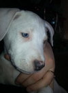 Pj Litter Jermaine - ADOPTED 01.03.14