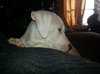 Pj Litter Jermaine - ADOPTED 01.03.14