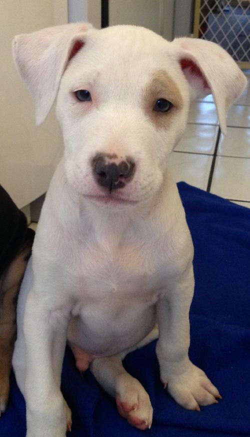 Pj Litter Jermaine - ADOPTED 01.03.14