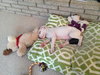 Pj Litter Jermaine - ADOPTED 01.03.14