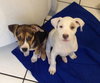 Pj Litter Jermaine - ADOPTED 01.03.14