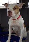Pokie - ADOPTED 03.02.14