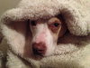 Pokie - ADOPTED 03.02.14