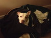 Pokie - ADOPTED 03.02.14