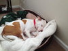 Pokie - ADOPTED 03.02.14