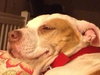 Pokie - ADOPTED 03.02.14