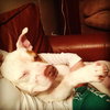 Pokie - ADOPTED 03.02.14