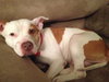 Pokie - ADOPTED 03.02.14
