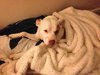 Pokie - ADOPTED 03.02.14
