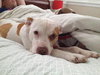 Pokie - ADOPTED 03.02.14