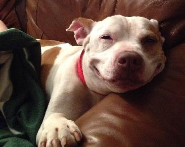 Pokie - ADOPTED 03.02.14