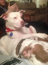 Pokie - ADOPTED 03.02.14