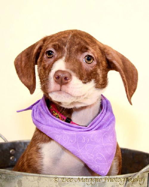 Qj Litter Audrey Hepburn - ADOPTED 01.08.14