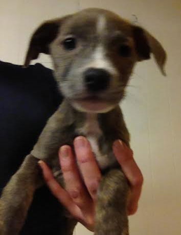 Qj Litter Betty Davis - ADOPTED 01.02.14