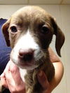 Qj Litter Judy Garland - ADOPTED 01.10.14