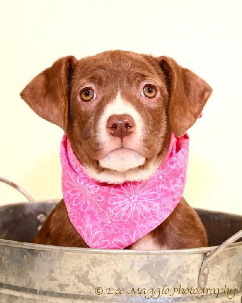 Qj Litter Judy Garland - ADOPTED 01.10.14