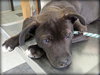 Solo - ADOPTED 01.18.14