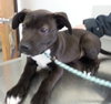 Solo - ADOPTED 01.18.14